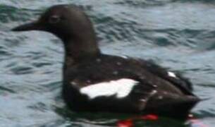 Pigeon Guillemot