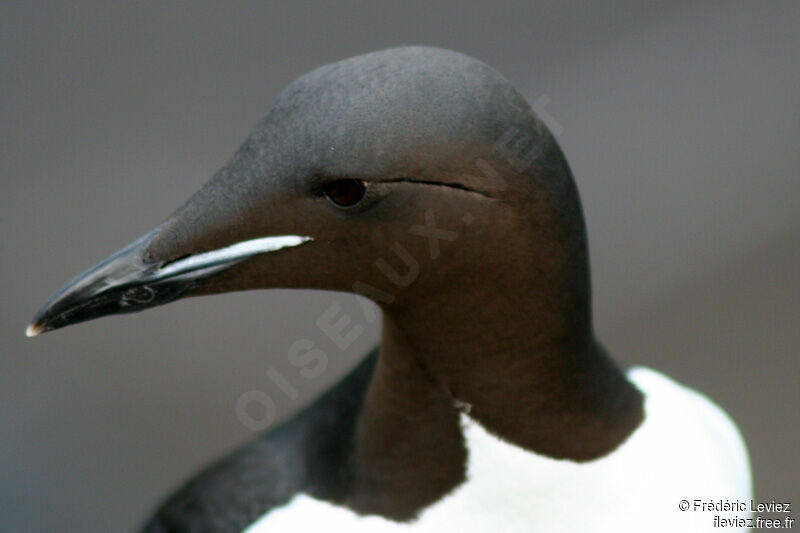 Guillemot de Brünnichadulte nuptial