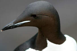 Guillemot de Brünnich