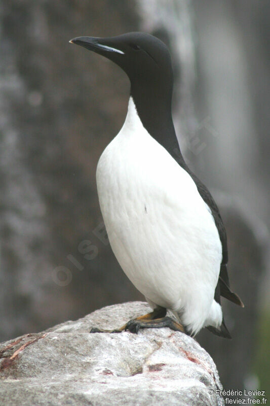 Guillemot de Brünnichadulte nuptial