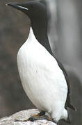 Guillemot de Brünnich