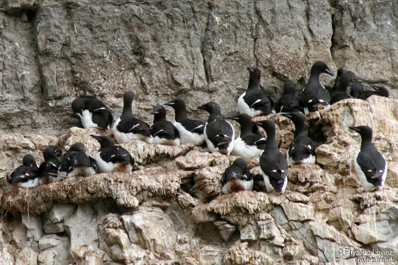 Guillemot de Brünnichadulte nuptial