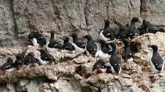 Thick-billed Murre