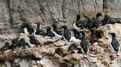 Guillemot de Brünnich