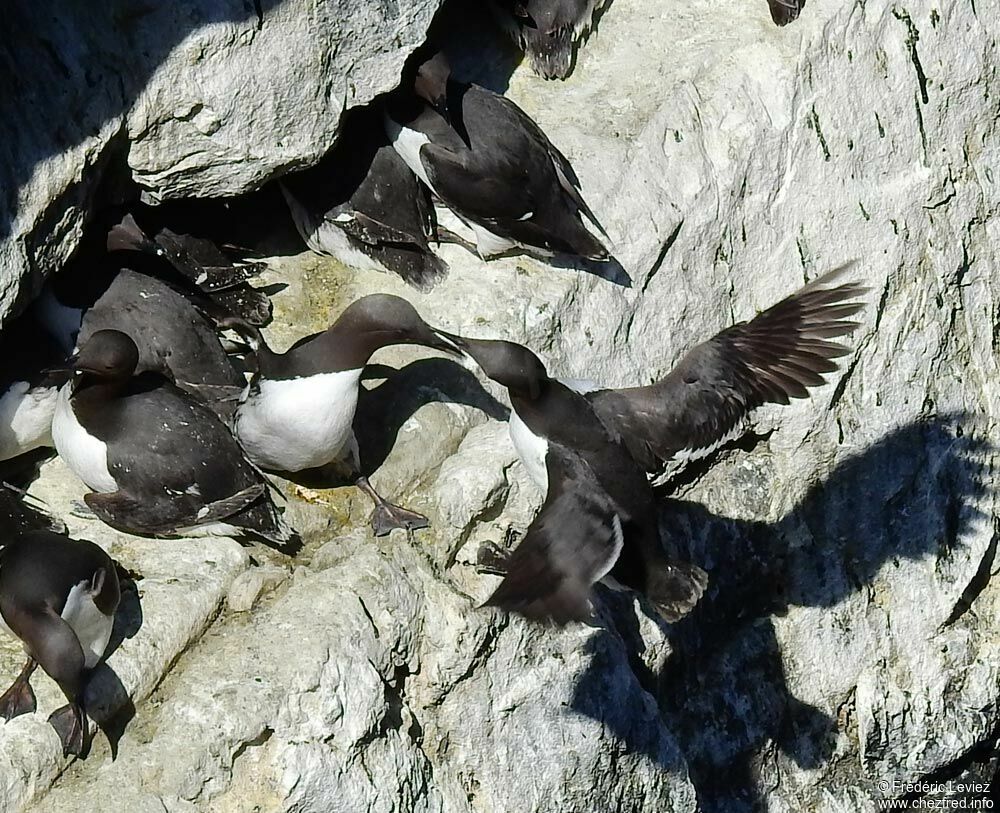 Guillemot de Troïladulte nuptial, r. coloniale