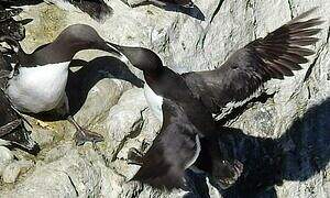 Common Murre