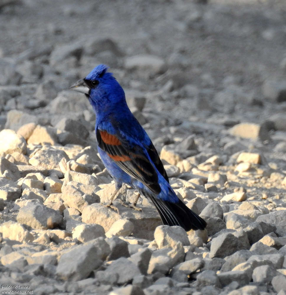 Guiraca bleu mâle adulte nuptial, identification