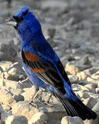 Blue Grosbeak