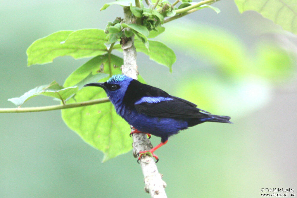 Red-legged Honeycreeper male adult, identification