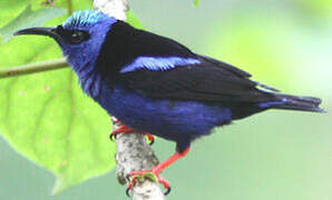 Red-legged Honeycreeper