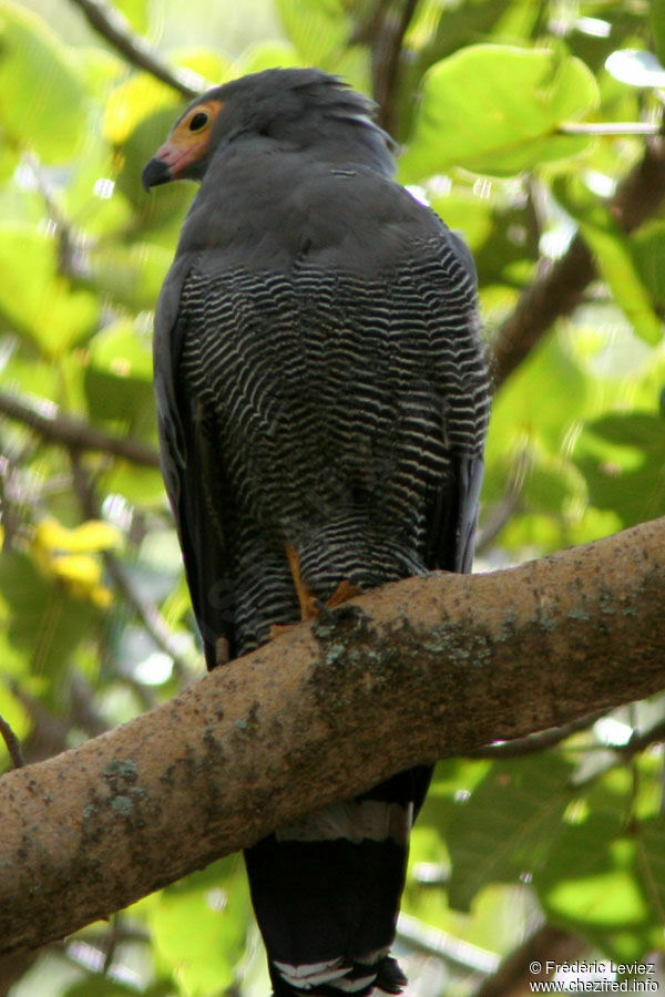 Gymnogène d'Afriqueadulte