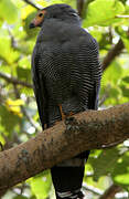 African Harrier-Hawk