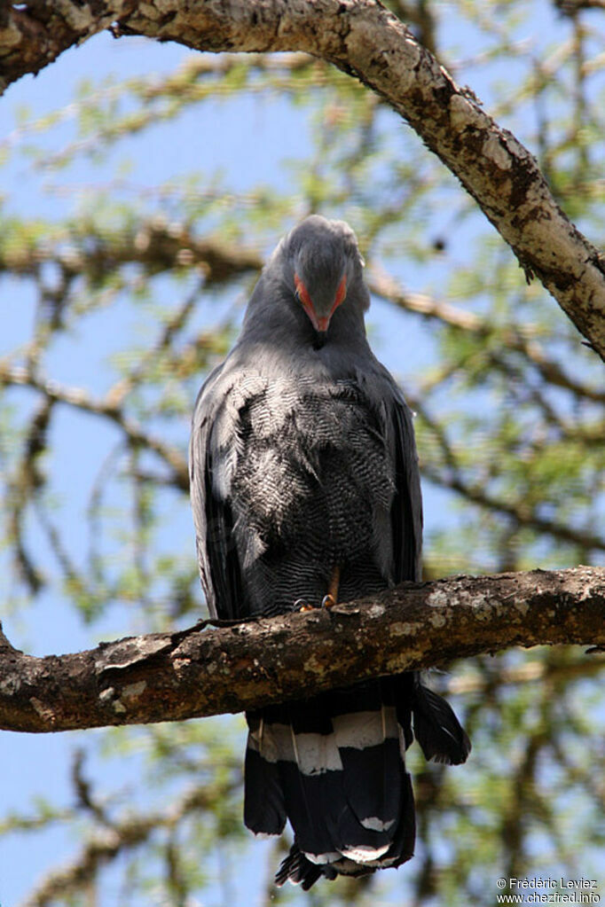 African Harrier-Hawkadult, identification