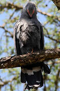 African Harrier-Hawk