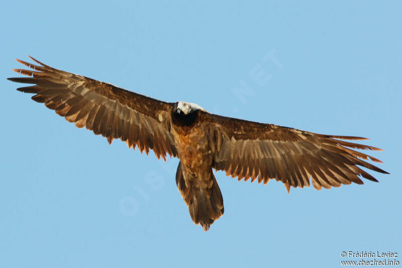 Bearded Vulturejuvenile, Flight