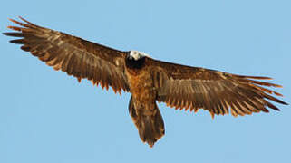 Bearded Vulture