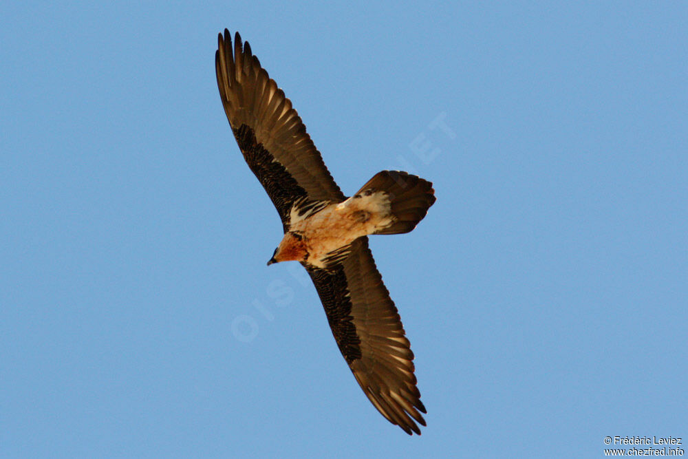 Bearded Vultureadult, Flight