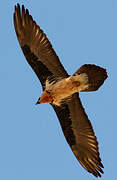 Bearded Vulture