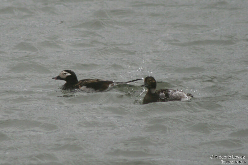 Long-tailed Duck adult breeding