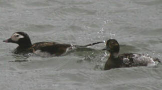 Long-tailed Duck