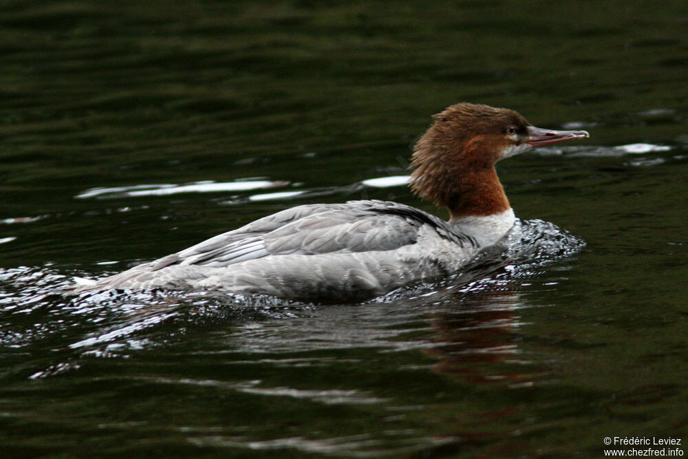 Common Merganser female adult, identification