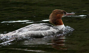 Common Merganser