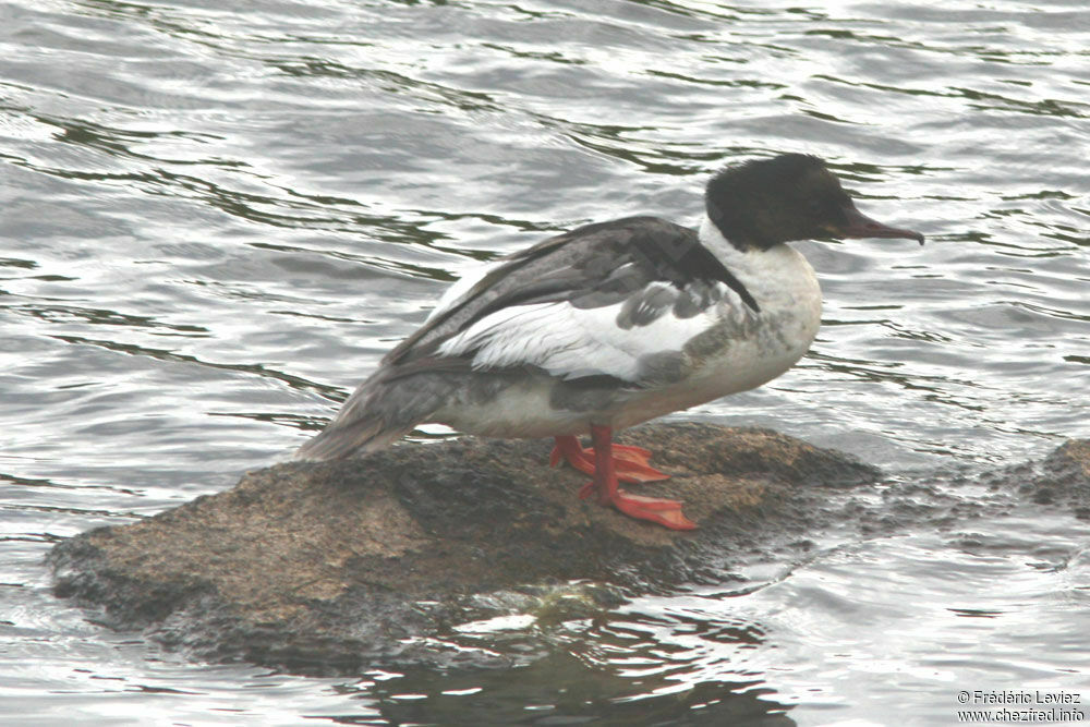 Common Merganser male adult, identification