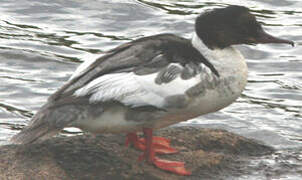 Common Merganser