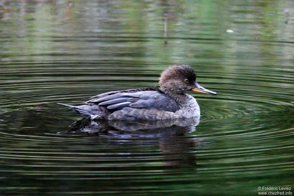 Harle couronné, identification