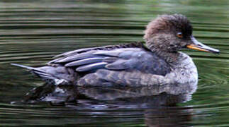 Hooded Merganser