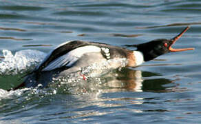 Red-breasted Merganser