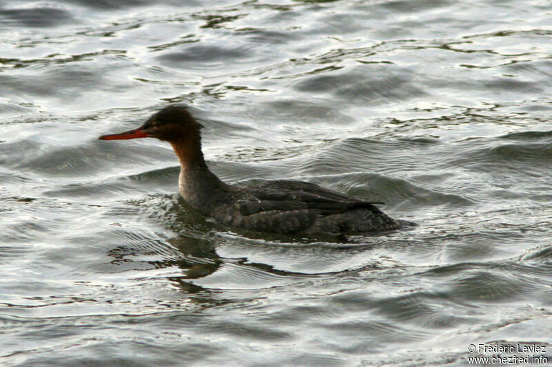 Red-breasted Merganser female adult