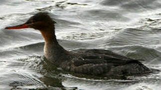 Red-breasted Merganser