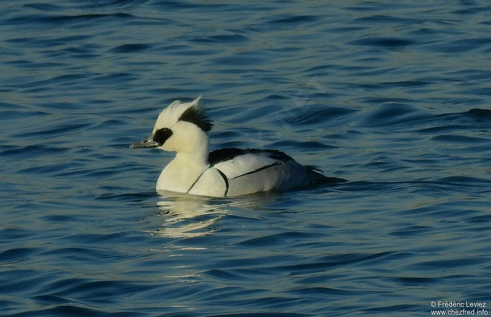 Smew male adult breeding, identification, close-up portrait, swimming