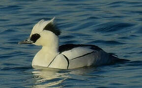 Smew