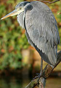 Grey Heron