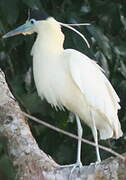 Capped Heron