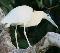 Capped Heron