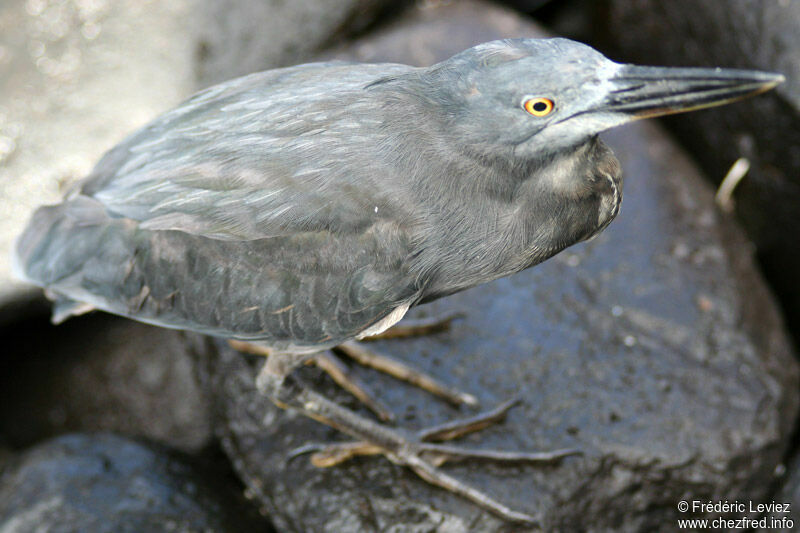 Lava Heronadult