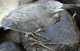 Lava Heron