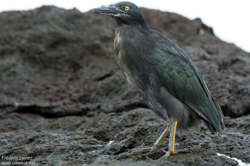 Lava Heronadult breeding, camouflage, pigmentation