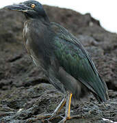 Lava Heron