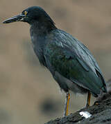 Lava Heron