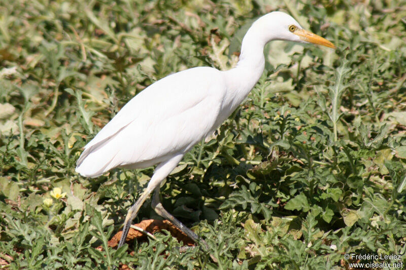 Western Cattle Egret