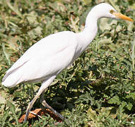 Western Cattle Egret