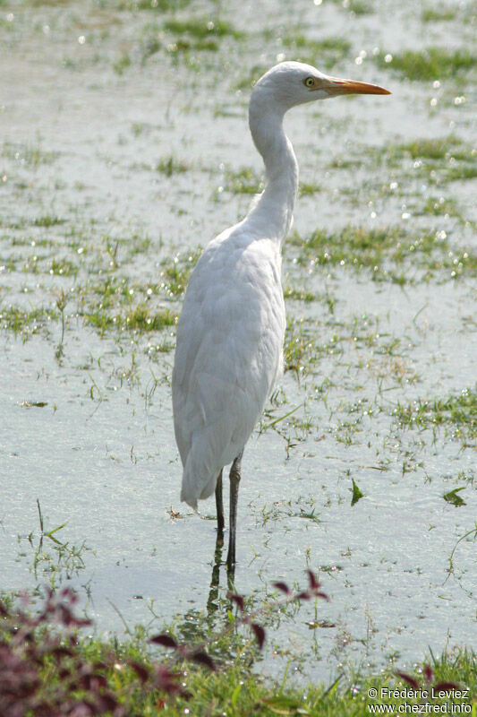 Western Cattle Egretadult