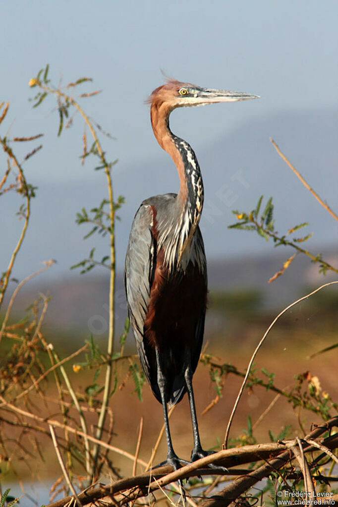 Héron goliathadulte, identification