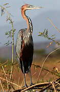 Goliath Heron