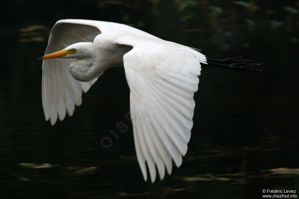 Medium Egretadult, Flight