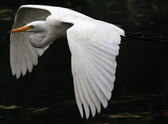 Intermediate Egret